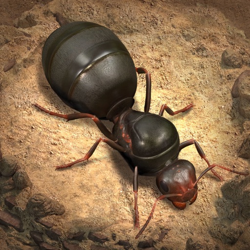 The Ants